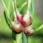 200 Walking Onion Plant Seeds for Spring Planting, Ready to Grow, Cold Hardy, Fast-Growing and High Yielding