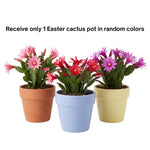 Random Easter Cactus Plant Live 4-6 Inches, Vibrant Spring Bloomer for Indoor Decor, Patio Pots, Ready to Grow