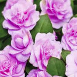 2 Double Impatiens Plants, Double Flowering Impatiens Starter Plant 4-7 Inches, Shade Garden or Patio Container Flower (Double Purple)
