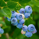 3 Blueberry Bush Live Plant to Grow, Blueberry Plants Live for Planting 5 to 9 Inch Tall, Sweet Blueberries Fruit for Home Garden (Top Hat Blueberry)