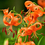 10 Turks Cap Lily Bulbs Roots, Tiger Lily Flower Root Plant, No Leaf, Well Rooted Ready to Plant, Summer Bloom, Orange Flower Live Plant