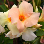 2 Apricot Dipladenia Bushes Flower Plants, Pink Flowering Plants, 4-8 Inches, Outdoor Growing