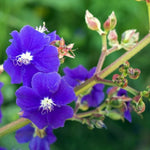 Lot 3 Blue Tibouchina Plants Live for Growing Indoor Outdoor 5 to 8 Inch Tall, Blue Tibouchina Live Plant, Tibouchina Flower