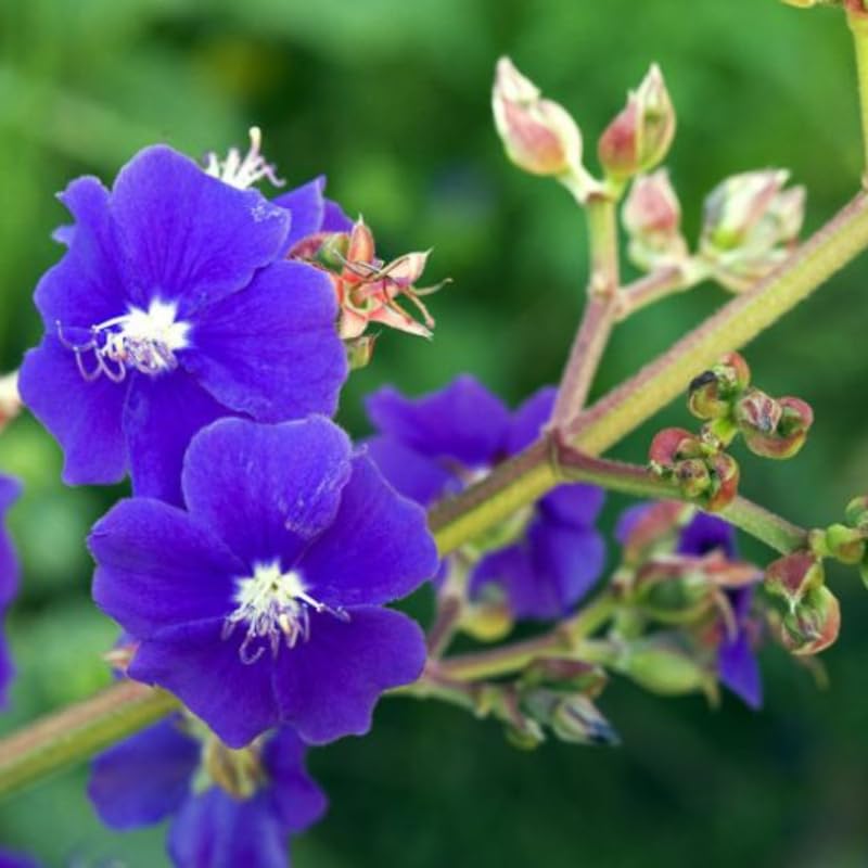 2 Blue Tibouchina Plants Live for Planting 5 to 8 Inch Tall, Blue Tibouchina Live Plant to Grow, Tibouchina Flower