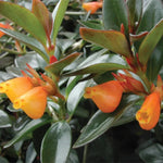 Goldfish Plant Live Houseplant, Lady Goldfish Variety, 4-Inch Potted Tropical Indoor Plant