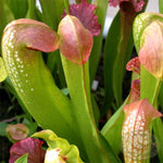 Large Giant Nepenthes Pitcher Plant Live in Pot, Pond Plant, Exotic Tropical for Indoor Outdoor Décor, Easy to Grow, Rare Variety, 7 Months Old