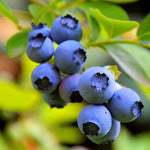 3 Blueberry Bush Live Plant to Grow, Blueberry Plants Live for Planting 5 to 9 Inch Tall, Sweet Blueberries Fruit for Home Garden (Top Hat Blueberry)