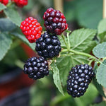 2 BlackBerry Plants Live for Planting, 4 to 8 Inch Height, BlackBerry Bush Live Plant, Sweet Blackberries Fruit Seedlings (Von BlackBerry)