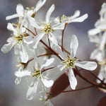 Serviceberry Tree Live Plant in Quart Pot, 10-16 Inches Tall, Serviceberry Plant for Outdoor Planting, Hardy Fruit and Ornamental Tree