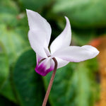 Set of 2 Cyclamen Plants Live, Hardy Cyclamen Plants, Vibrant Blooming Houseplant, 4 Inch Pot for Planting (White)