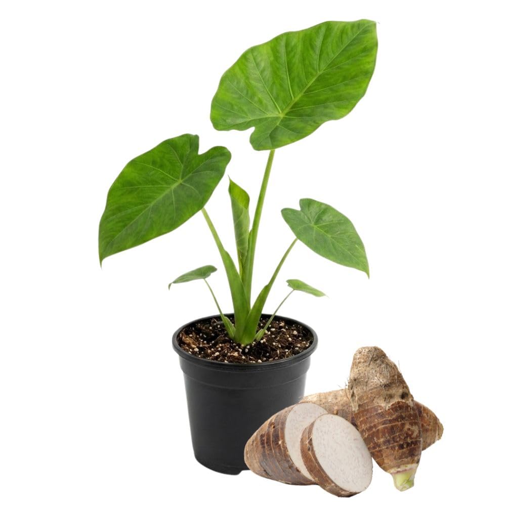 Live Vietnamese Taro Plant, 3-6" Tall, Taro Plant 4" Pot, Tropical Alocasia Live Plant for Indoor Outdoor Gardens