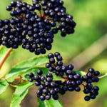 Dormant Live Elderberry Tree in Quart Pot, Sweet Fruit-Bearing Shrub, Container and Garden Planting