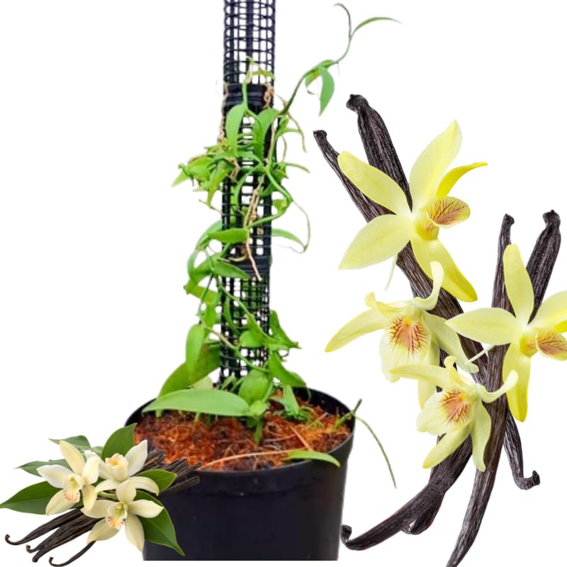 Fast Growing Vanilla Bean Orchid Live Plant, Green Fragrant Beans Vanilla Starter Plant, 3 to 7 Inches in Tall, Rare Plant Outdoor Indoor