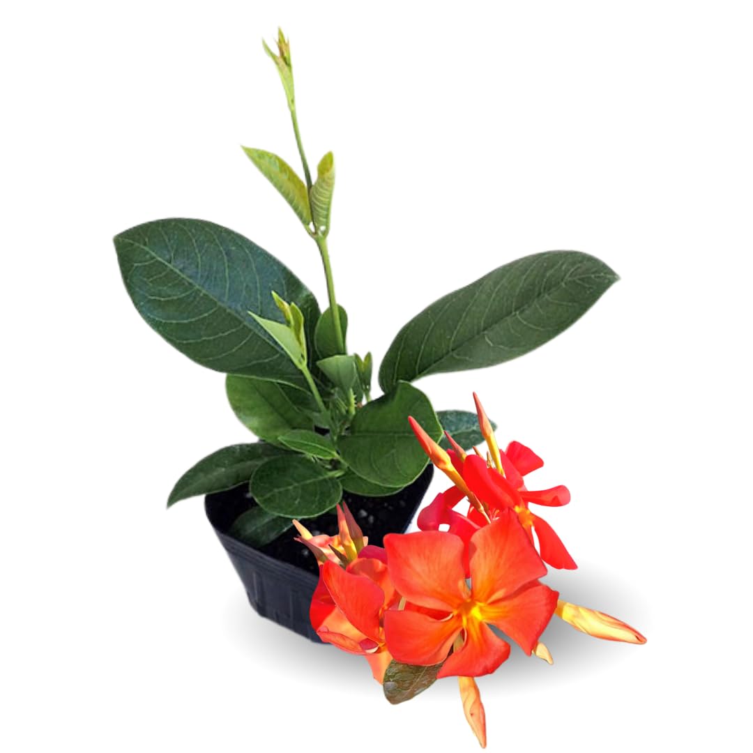 2 Orange Mandevilla Plants Live, Mandevilla Flower Live Plants, Live Mandevilla Plant, 4 Inc to 7 Inc Tall, Mandevilla Well Rooted for Garden