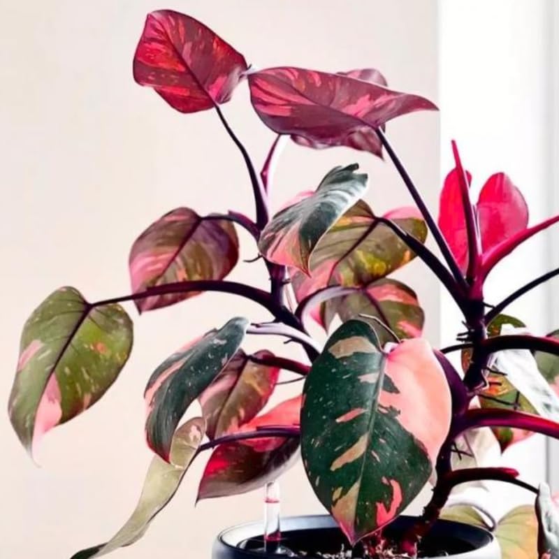 Princess Philodendron Live Plant, Rare Variegated Houseplant 5-8 Inch Tall, Indoor Live Plant for Home or Office Decor, No Pot (Pink Philodendron)