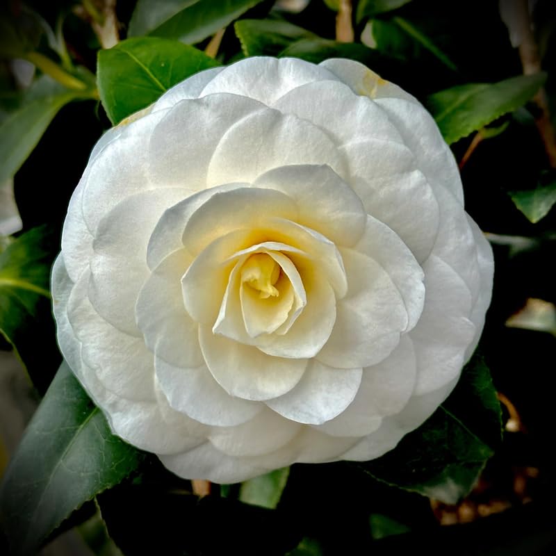 White Camellia Live Plant, 10-12 Inch Tall Camellia Japonica in 4" Pot, Flowering Shrub for Indoor or Outdoor Planting