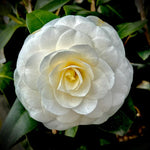 Camellia Live Plant, 10-12 Inch Tall Camellia Japonica in 4" Pot, Flowering Shrub for Indoor or Outdoor Planting
