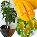 No CA, Grafted Mango Tree Live Plant, 2 Years Old Ready to Bear Fruit, 2-3 Ft Mango Plant for Spring Planting (Valencia Pride)
