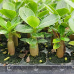 02 White Desert Rose Live Plants, Starter Adenium 3-6 Inches Tall, No Pot, No Flower, Tropical Flowering Succulent Plants for Indoor Outdoor Growing