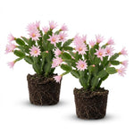 Pack of 2 Pink Easter Cactus Plants, Holiday Cactus Flower Plant Succulent, Size 4 to 7 Inch, Without Pot, Easter Cactus Live Plant