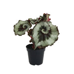 Begonia Plant Live, Colorful Begonia Plants 4-8 Inches, Decorative Houseplant for Indoor Outdoor Gardens and Containers (Silver Foliage)