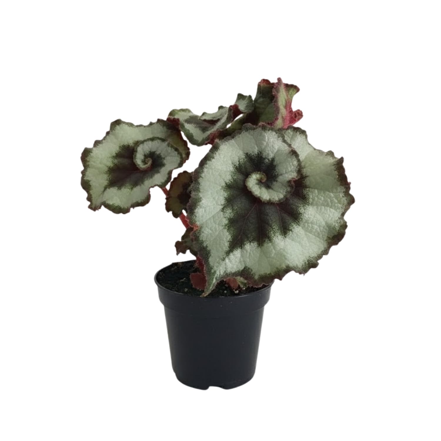 Begonia Plant Live, Colorful Begonia Plants 4-8 Inches, Decorative Houseplant for Indoor Outdoor Gardens and Containers (Silver Foliage)