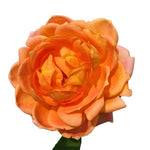 Roses Live Plant, Climbing Rose Plant Live from 5'' Tall, Bush Shrub Plants, Fragrant Flower Garden (Orange)