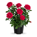 Rose Live Plant, Roses Flower Plant, Fragrant Flower for Planting, 4-6 Inches Tall, Bush Shrub Plants, Well Rooted, Ready to Grow (Orange Rose)