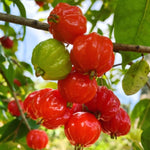 Red Surinam Cherry Tree Live Plant, 2-3 Feet in 1 Gallon Pot, Fast-Growing and Ready to Bear Fruit, High-yieding Outdoor Spring Planting, No CA