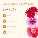 2 Rose Geranium Plants Live, Vibrant Blooms, Hardy Perennial Geranium Flowers 4-8 Inches, Indoor Outdoor Planting