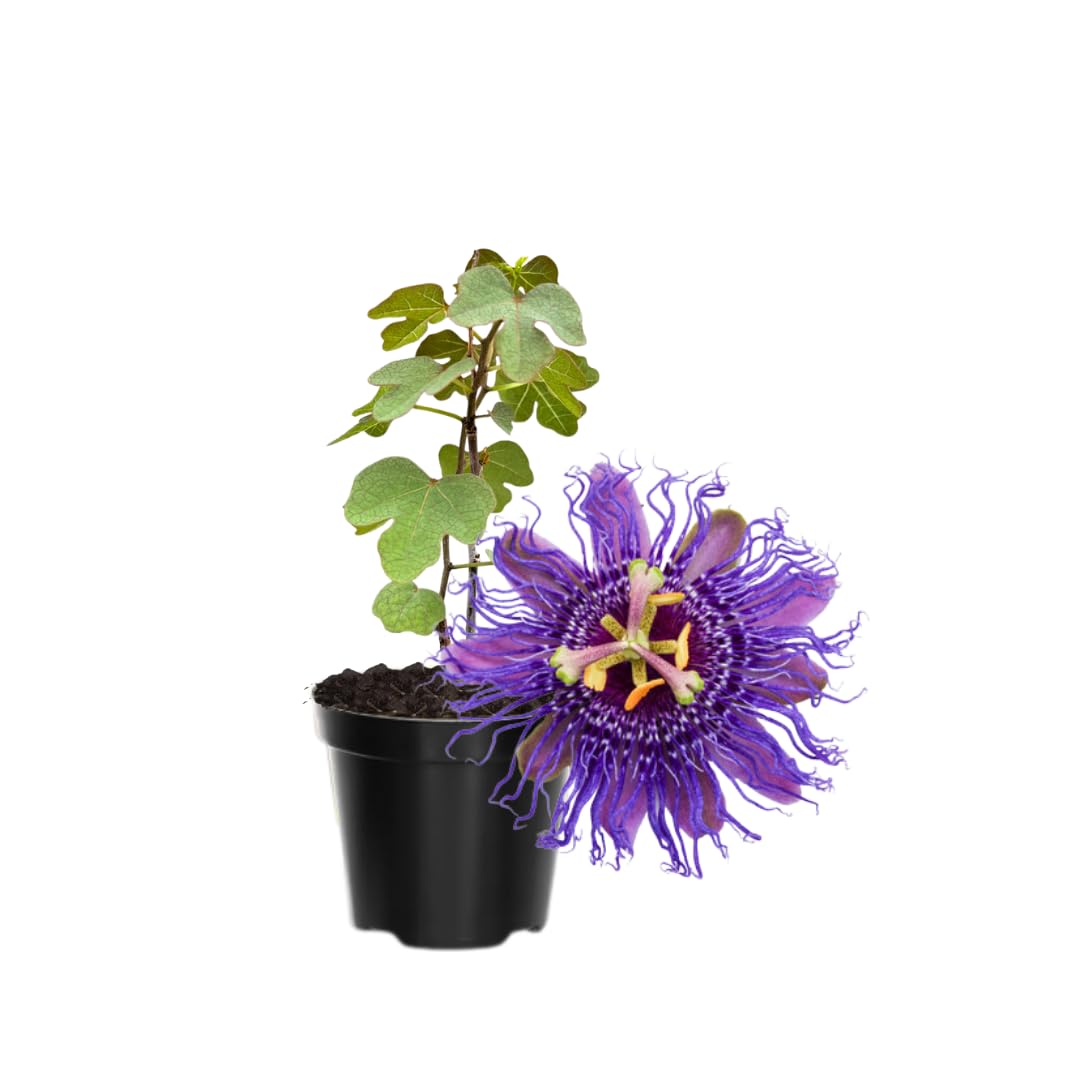 Pack 2 Passion Flower Plants, Dark Purple Passiflora Vine Flowering Plant 4-7 Inch Tall, Indoor Outdoor Planting