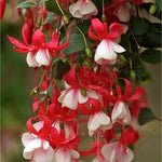 2 Red White Fuchsia Live Plants 4-7'' Tall, Hardy Hanging Basket Flower Plant, Shade Loving Blooming Fuchsia Starter Plants