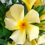 Yellow Dipladenia Live Plant, Tropical Flowering Vine Trailing Plants, 4 to 9 Inch Tall