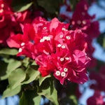 Set 2 Red Pink Bougainvillea Plants Live, Flowering Bougainvillea Vine 4-8 Inches Tall, Climbing Plant for Outdoor Garden and Trellis