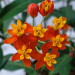 2 Butterfly Milkweed Plants Live, Asclepias Tuberosa Tropical Milkweed Flowers for Butterfly Garden, 4-9" Tall Perennials, No Pot Included (Red Milkweed)