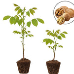 2 Black Walnut Tree Plants Live Bare Roots, 12 to 17 Inc Tall, Live Walnut Plant, Fast Growing