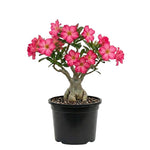 Pack 2 Desert Rose Plants Live, Hardy Adenium Obesum Succulent, Vibrant Blooms for Indoor and Outdoor 4-7 Inch (Pink)