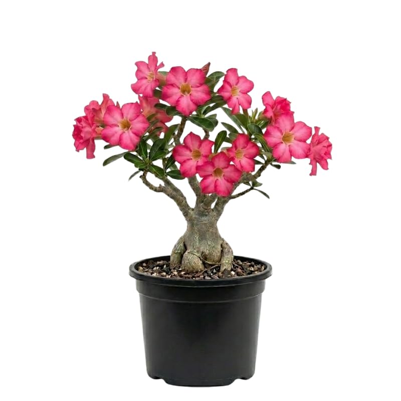 Pack 2 Desert Rose Plants Live, Hardy Adenium Obesum Succulent, Vibrant Blooms for Indoor and Outdoor 4-7 Inch (Pink)