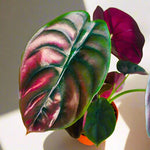 Set 2 Red Alocasia Live Plants for Planting, 5 to 7 Inc Tall, Indoor Houseplant Alocasia Plant Live, No Pot, Alocasia Colocasia Taro Plants for House Plants