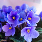 Blue African Violet Live Plant in 4” Pot, Blooming Indoor Houseplant, Easy Care Flowering Plant for Home or Office Décor