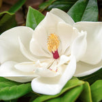 Magnolia Tree Live Plant 6-12 Inch Height, Fragrant Magnolia Plant Live to Grow, Magnolia Bush Flowers (Sweetbay Magnolia)