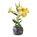 Apricot Dipladenia Live Plant, Tropical Flowering Vine Trailing Plants, 4 to 9 Inch Tall