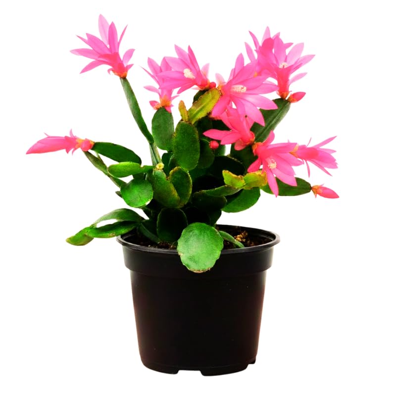 Pack of 2 Easter Cactus Plants, Holiday Cactus Flower Plant Succulent, Size 4 to 6 Inch, Without Pot, Easter Cactus Live Plant