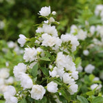 1 Year Old Philadelphus Mock Orange Plants Trees Bush Shrub in Quart Pot, Dormant Mock Orange Shrubs Live Plants, White Flower, Fragrant