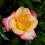 Moment Rose Bush, Love Rose Plant Live for Planting, 7-10 Inch Tall, Fragrant Rose Flowers Well Rooted Starter Plant