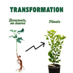 5 Ginkgo Biloba Trees Bare Roots, Yellow Ginkgo Tree Seedlings 6-12 Inches, Cold Hardy Shade Trees for Outdoor Garden