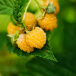 High Yield Raspberry Plants Live for Outdoor Planting, Size 5-9" in Tall, No Pot, Dormant in Winter, Cold Hardy (Fall Gold)