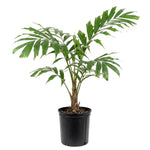 Palm Tree Live Plant Indoor Outdoor, Rare Succulent Palm Houseplant for Indoor or Outdoor Growing, 1 Gallon Pot, Dwarf