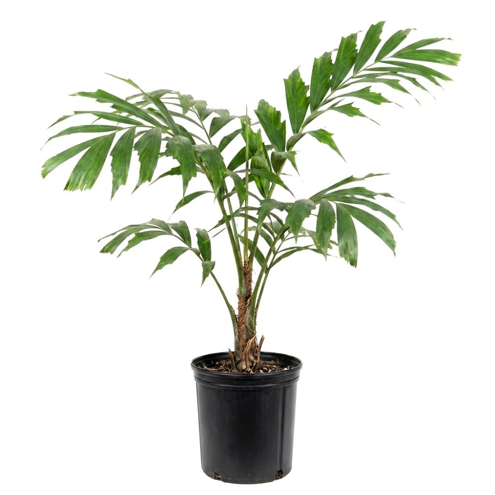 Palm Tree Live Plant Indoor Outdoor, Rare Succulent Palm Houseplant for Indoor or Outdoor Growing, 1 Gallon Pot, Dwarf