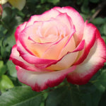 Delight Rose Bush Live Plant, Rose Plant Live for Planting, 5-10 Inch Tall, Fragrant Flowers Well Rooted Starter Plant Indoor Outdoor
